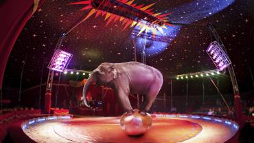 kunst art zirkus monte carlo artist-ritual